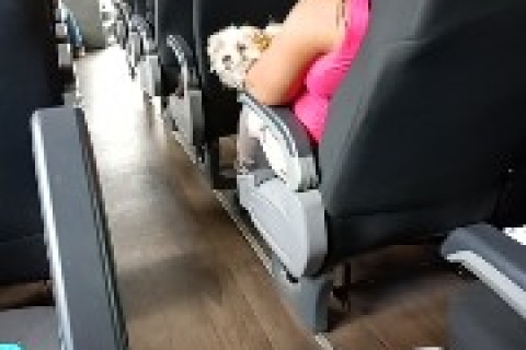 🚌🐾 Cachorrinha vira passageira VIP em viagem entre Barbacena e Conselheiro Lafaiete